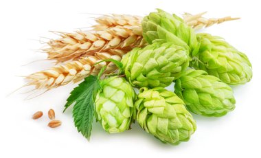 Fresh green hops or hop cone flowers and ripe golden wheat ears on white background. File contains clipping path. clipart