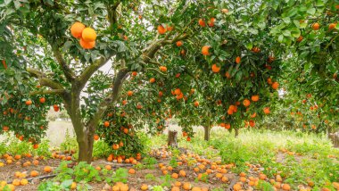 Portakal ağaçları ya da turunçgiller neredeyse portakallarla kaplı. Meyve bahçesindeki büyük hasat.