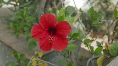 Çin ambargosu kırmızı çiçeği yaklaş. Arka planda bulanık amber çalısı.