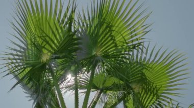 Palmiye ağacının tepesi ya da palmiye ağaçlarının tepesi rüzgarda yavaşça sallanıyor. Mavi gökyüzünün üzerindeki yeşil yaprakların altından bak.