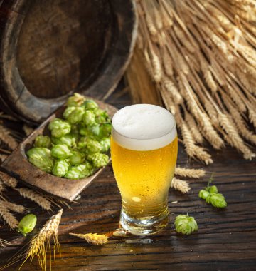 Taze yeşil zıplar çiçekler, olgun altın buğday kulaklar ve beyaz bira köpüklü bir bardak bira ahşap masa..