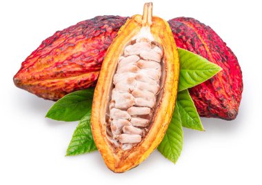 Beyaz arka planda izole edilmiş yeşil yaprakların üzerinde kırmızı kakao meyveleri ya da kakao kabukları. Dosya kırpma yolu içeriyor.