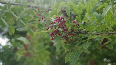 Brezilya biber ağacında yetişen pembe biber Schinus terebinthifolius, aroeira bitkisi. 