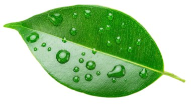 Beyaz arka planda izole edilmiş su damlalarıyla kaplı Ficus benjamina yaprağı. Dosya kırpma yolu içeriyor.
