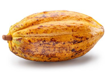 Taze sarı kakao meyvesi veya beyaz arka planda izole edilmiş kakao kabuğu. Kesme yolu.