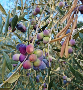 Zeytin ağacında olgun zeytin meyveleri. Arkaplanda bulanık doğa.