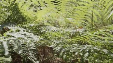 Gün batımında ormanın derinliklerindeki yavaş çekim kamerası. Varlık etkisi. Projeleriniz için harika bir geçmiş..