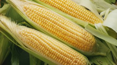 Mısır sakallı olgun mısır kafalar yakın çekim. Gıda arkaplanı.