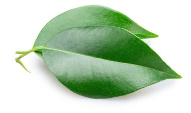 Beyaz arka planda izole edilmiş iki fihus benjamina yaprağı. Dosya kırpma yolu içeriyor.