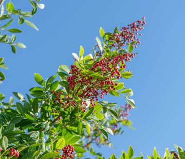 Peru biber ağacı dalında taze pembe biber. Arka planda mavi gökyüzü.
