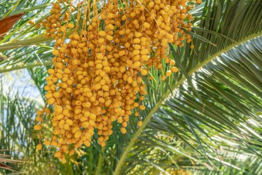 Hurma ağaçlarında da meyve tomurcukları vardır.. 
