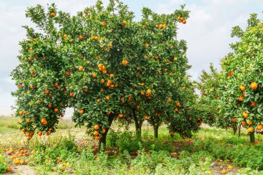 Portakal ağaçları ya da turunçgiller neredeyse portakallarla kaplı. Meyve bahçesindeki büyük hasat.