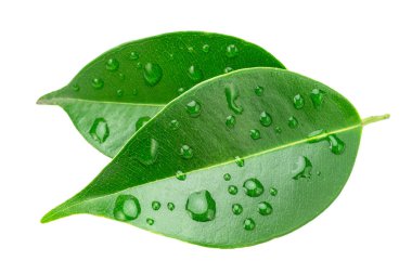 Ficus benjamina yaprakları beyaz arka planda izole edilmiş su damlalarıyla kaplıdır. Dosya kırpma yolu içeriyor.