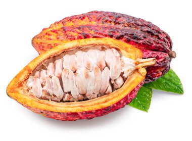 Beyaz arka planda yeşil yaprakların üzerinde taze açılmış kakao kabuğu. Kesme yolu.