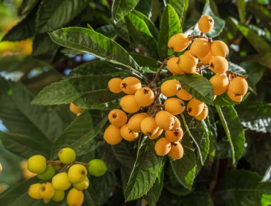 Loquats fruits growing and ripening between green foliage on tree closeup. clipart