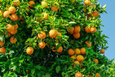 Yeşillik yaprakları arasında portakal ağacında olgunlaşmış portakal meyveleri. Aşağıdan görüntüle.