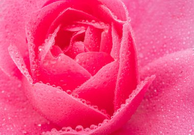 Tender petals of pink rose or Bulgarian rose covered with water drops close up. Beauty of nature background concept. clipart