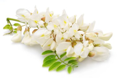 Beyaz arka planda yeşil yapraklı akasya çiçekleri yarışması. 