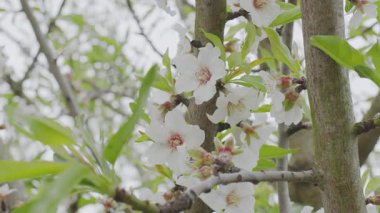 Beyaz narin çiçeklerle kaplanmış çiçek açan badem ağacı. Doğa arkaplanı.