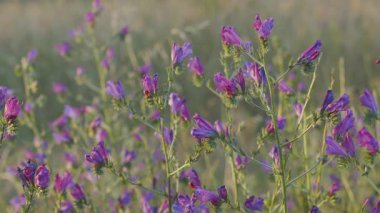 Çayırdaki yabani çiçekler ya da çayır çiçekleri; sıcak günbatımı ışığında yakın çekim. Çayırın Bokeh doğal arkaplanı.