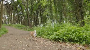 Shiba Inu köpeği bir bahar günü ormanda ya da bir parkta tasmayla yürüyor..