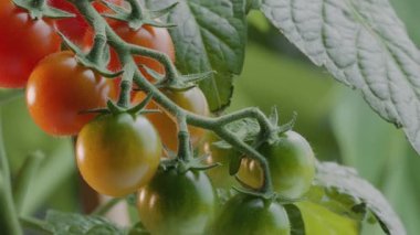 Domatesin üzerinde olgun vişneli domatesler. Yatay video.