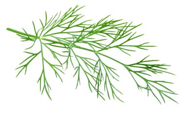 Taze yeşil dereotu beyaz arkaplanda izole edildi.