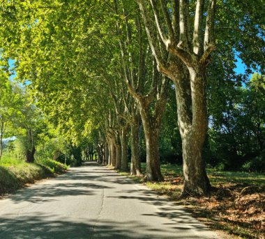 Platanus ağacı tacı Fransa 'da kırsal yolda kemer görevi görüyor. Batı Fransa 'ya yolculuk.