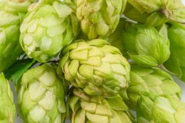 Taze yeşil sıçrayışlar ya da zıplama konisi çiçekleri. Bira arkaplanı.