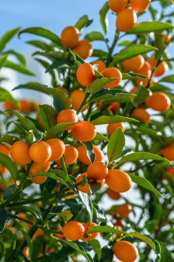 Kumquat şubesi tamamen olgun kumkatlarla kaplıdır..