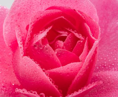 Yumuşak pembe gül yaprakları ya da Bulgar gülü. Doğanın güzelliği arka plan kavramı.