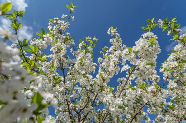 Çiçek açan kiraz ağacı dalları. Arka plandaki mavi gökyüzü.
