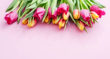 Açık pembe arka planda bahar sarısı ve pembe laleler. Üst görünüm.