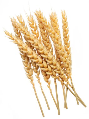 Olgun buğday kulakları beyaza izole edilmiş. Dosya kırpma yolları içeriyor.