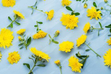 Sarı kasımpatılar, sarı arka planda sıralanmış çiçekler. Üst görünüm.