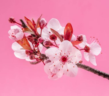 Pembe arka planda çiçek açan erik dalı. Hayatın başlangıcı ve doğanın uyanışı..