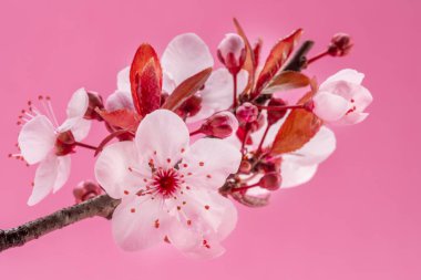 Pembe arka planda çiçek açan erik dalı. Hayatın başlangıcı ve doğanın uyanışı..