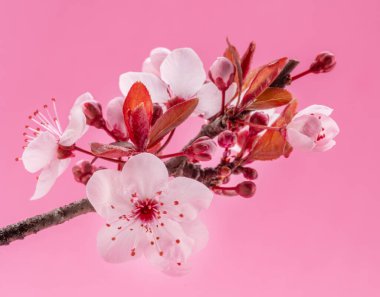 Pembe arka planda çiçek açan erik dalı. Hayatın başlangıcı ve doğanın uyanışı..