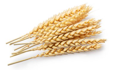 Olgun buğday kulakları beyaza izole edilmiş. Dosya kırpma yolları içeriyor.