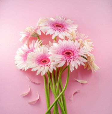Pembe gerbera çiçekleri pembe arka planda..