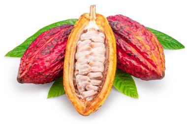 Beyaz arka planda izole edilmiş yeşil yaprakların üzerinde kırmızı kakao meyveleri ya da kakao kabukları. Dosya kırpma yolu içeriyor.