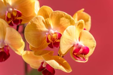 Yellow phalaenopsis flowers or moth orchids on pink background close up.  clipart