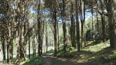 Tropikal yoğun ormanın içindeki yavaş çekim kamerası. Varlık etkisi.