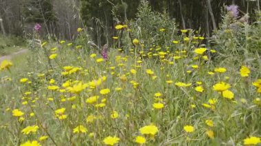 Çayırdaki yabani çiçekler ya da çayır çiçekleri; sıcak günbatımı ışığında yakın çekim. Çayırın Bokeh doğal arkaplanı.