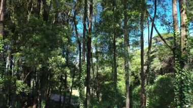 Tropikal yoğun ormanın içindeki yavaş çekim kamerası. Varlık etkisi. 