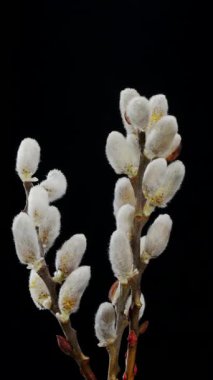 Pussy willows. Willow branches with fluffy white willow catkins at black background turning around its axis. Vertical template.