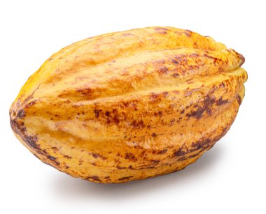 Taze sarı kakao meyvesi veya beyaz arka planda izole edilmiş kakao kabuğu. Kesme yolu.