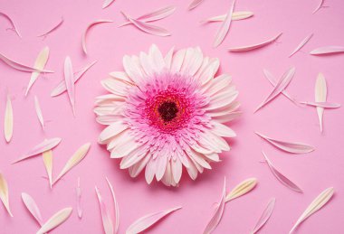 Pembe arka planda çiçek yapraklarıyla çevrili narin pembe gerbera çiçeği..