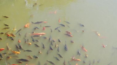 Renkli KOI balığı ya da havuzda yüzen Japon sazan balığı.. 