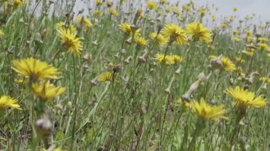 Çayırdaki yabani sarı çiçekler ya da çayır çiçekleri; sıcak günbatımı ışığında yakın çekim. Çayırın Bokeh doğal arkaplanı.